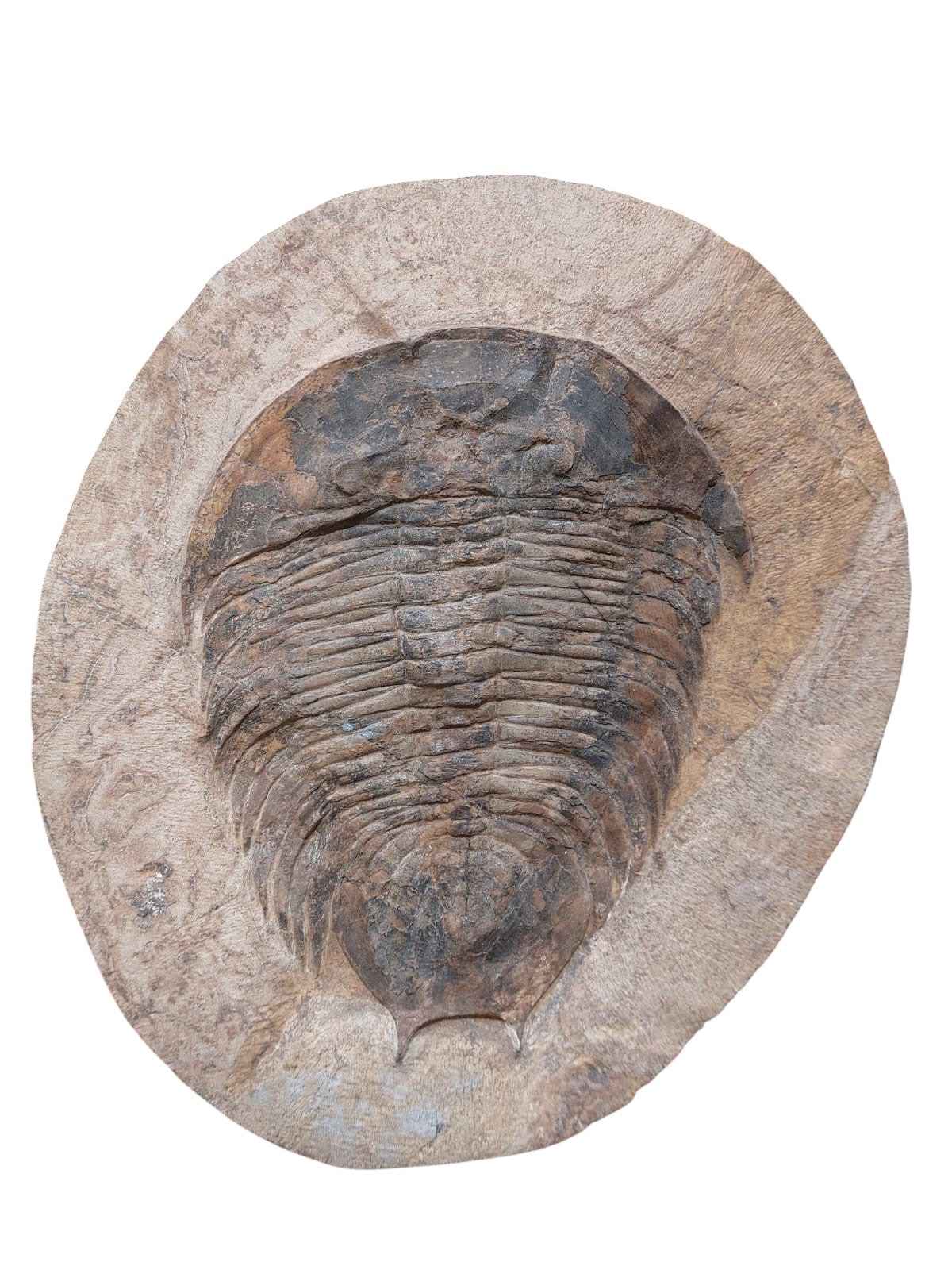 Dikelocephalina brenchleyi – Ordovician Trilobite - authentic fossil specimen, natural history by Fossils NH