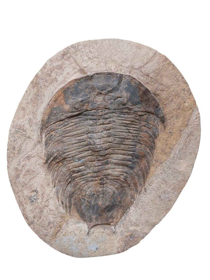 Dikelocephalina brenchleyi – Ordovician Trilobite - authentic fossil specimen, natural history by Fossils NH