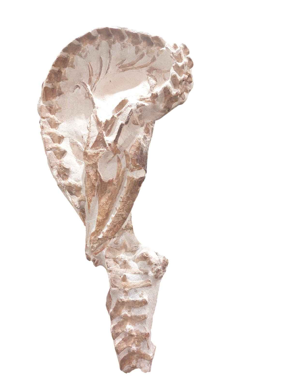 Tethysaurus nopcsai – Rare Marine Reptile - authentic fossil specimen, natural history by Fossils NH