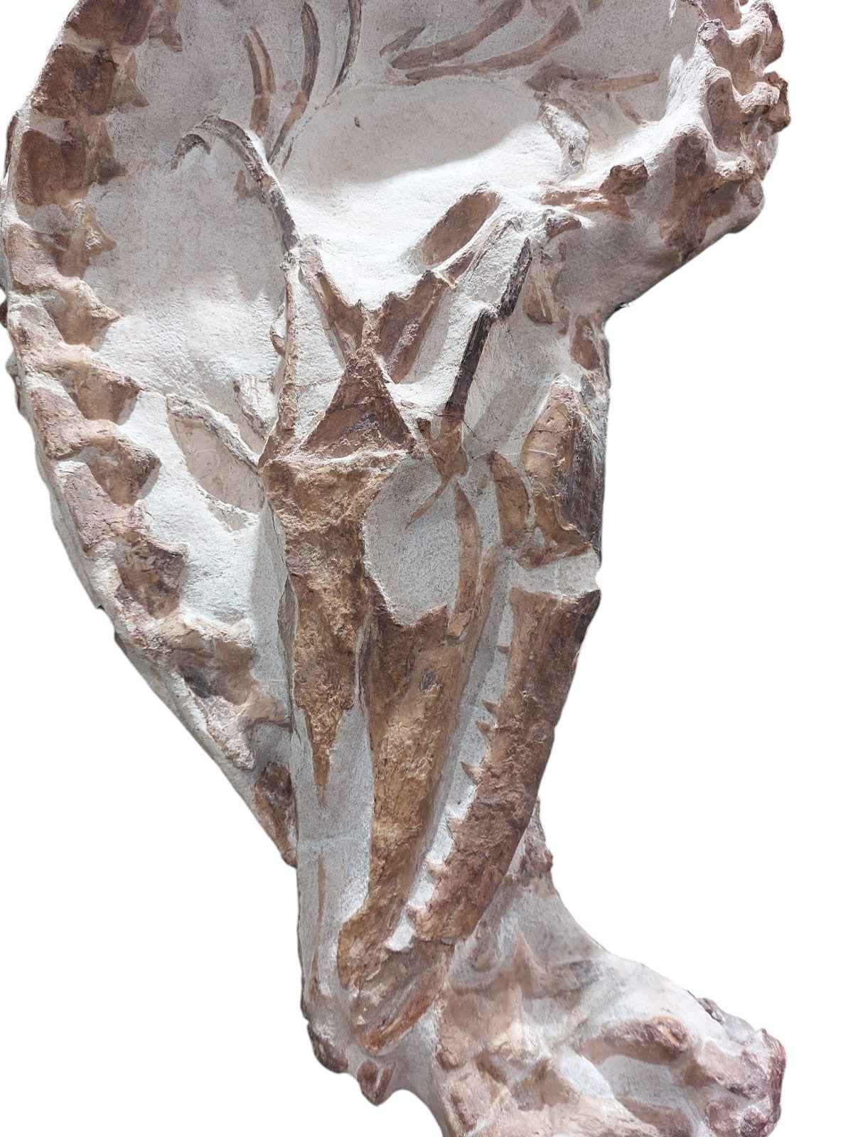 Tethysaurus nopcsai – Rare Marine Reptile - authentic fossil specimen, natural history by Fossils NH