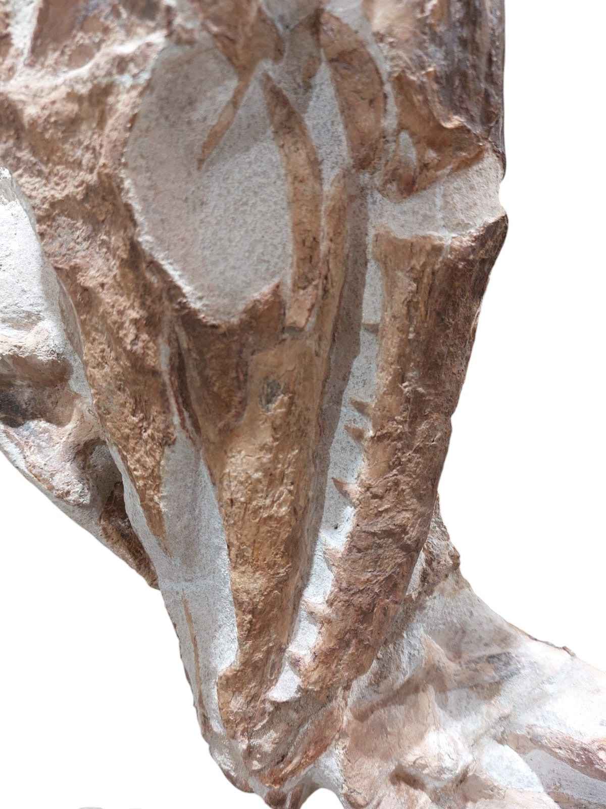 Tethysaurus nopcsai – Rare Marine Reptile - authentic fossil specimen, natural history by Fossils NH