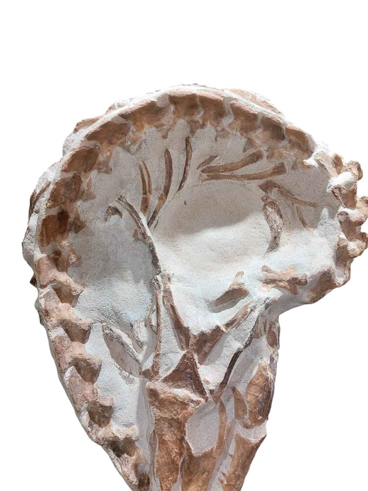 Tethysaurus nopcsai – Rare Marine Reptile - authentic fossil specimen, natural history by Fossils NH