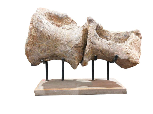 Atlassaurus sp. – Rare Sauropod Dinosaur Fossil - authentic fossil specimen, natural history by Fossils NH