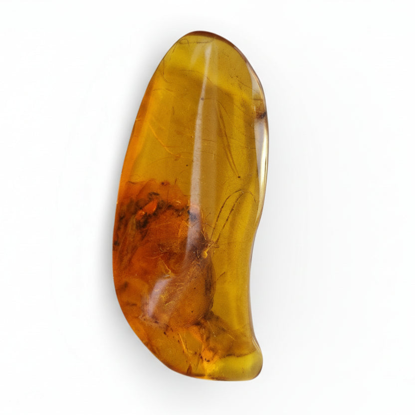 Amber with Arachnid Inclusion
