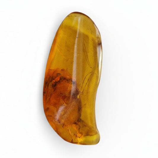 Amber with Arachnid Inclusion