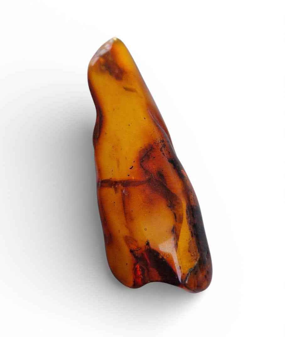 Amber with Multiple Insect Inclusions – Eocene Fossil