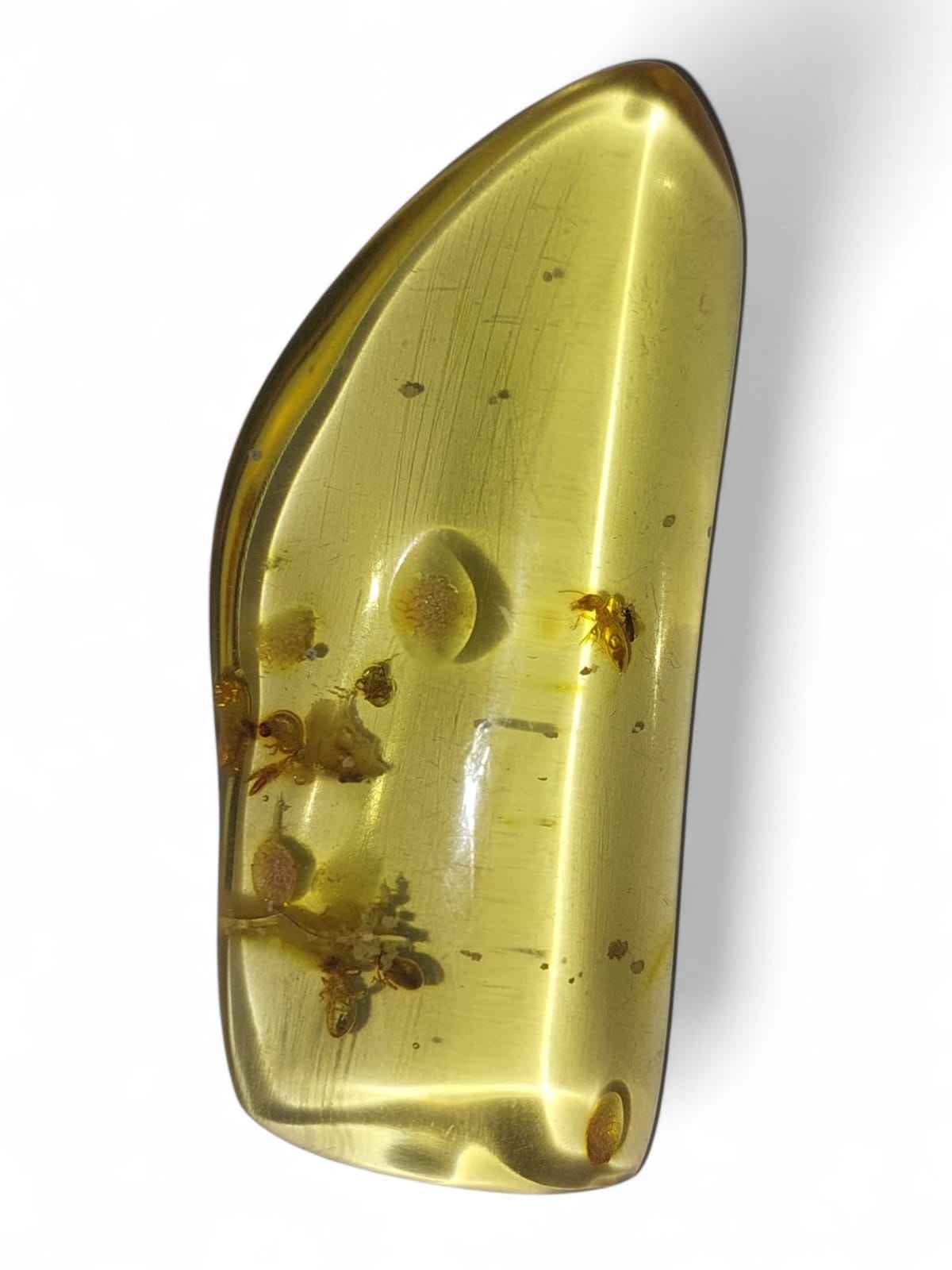Amber with Multiple Termite Inclusions – 7.1 cm Eocene Fossil | Colombia