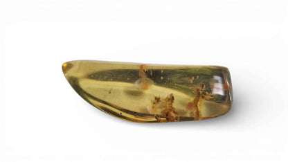 Amber with Multiple Termite Inclusions – 7.1 cm Eocene Fossil | Colombia