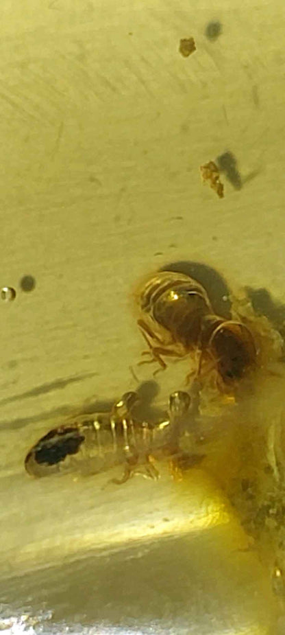 Amber with Multiple Termite Inclusions – 7.1 cm Eocene Fossil | Colombia
