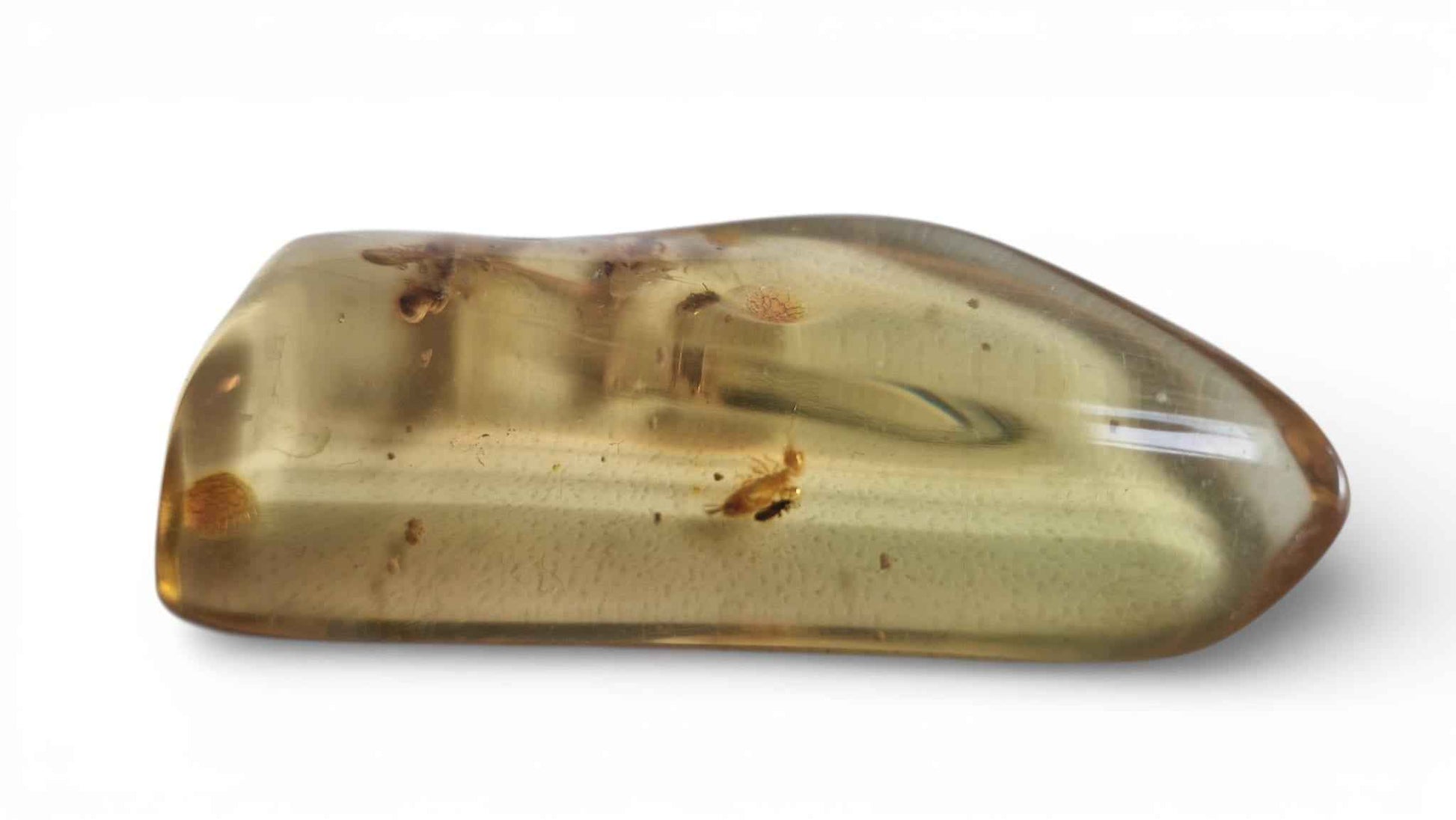 Amber with Multiple Termite Inclusions – 7.1 cm Eocene Fossil | Colombia