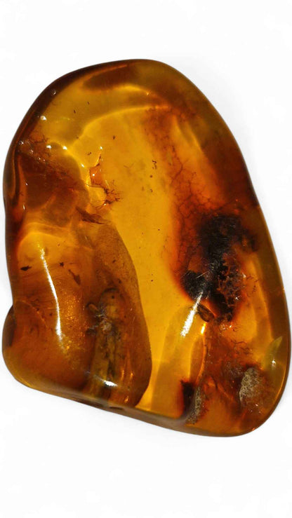 Amber with Multiple Insect Inclusions – 3.3 cm Eocene Fossil | Ukraine