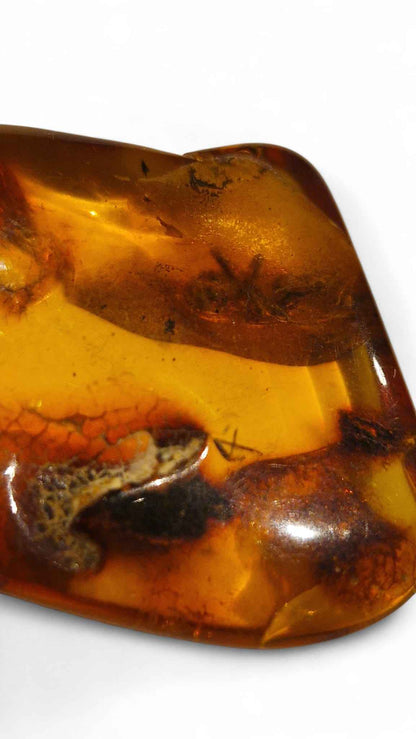 Amber with Multiple Insect Inclusions – 3.3 cm Eocene Fossil | Ukraine