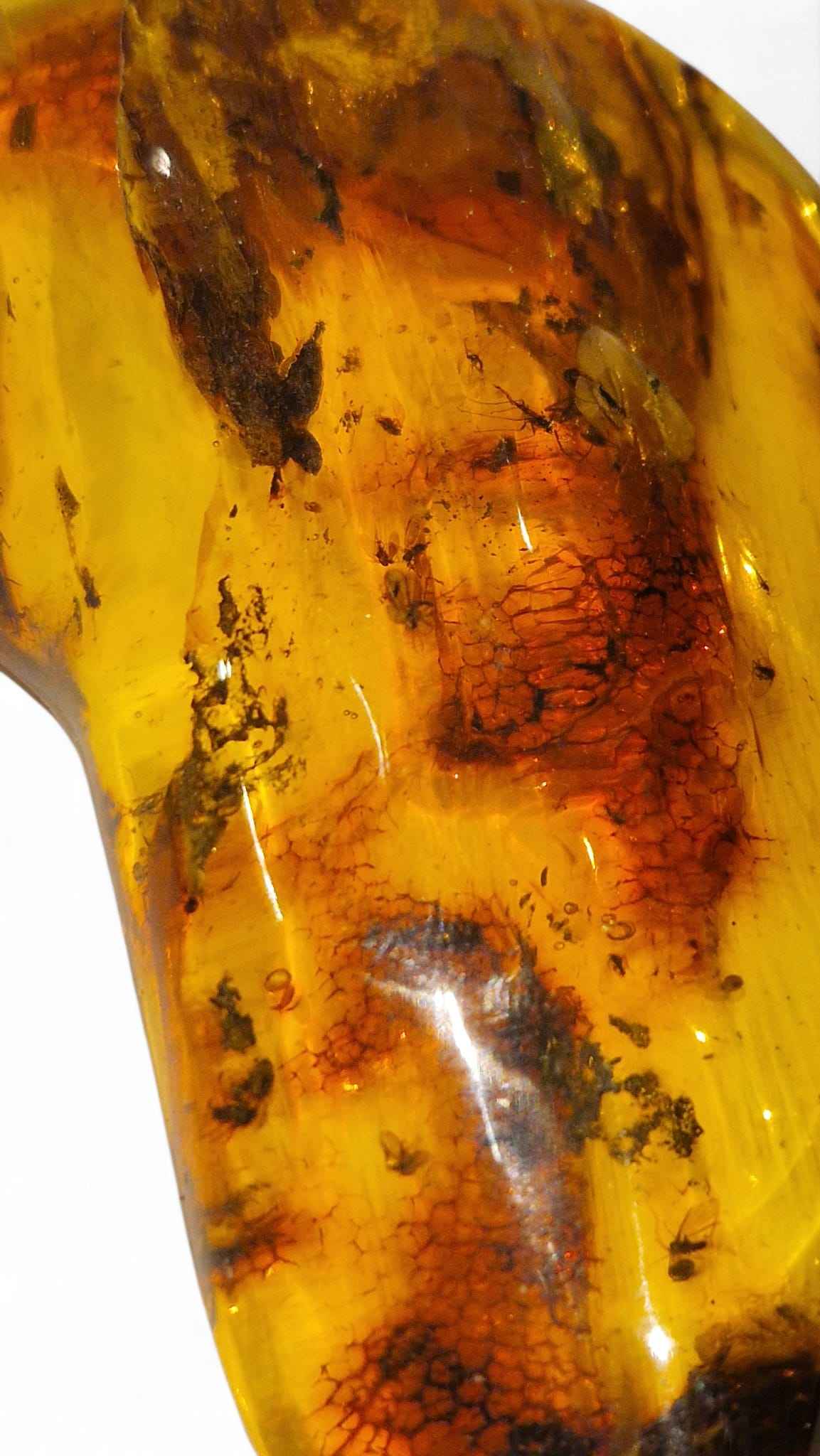 Amber with Multiple Insect Inclusions – 9.8 cm Eocene Fossil | Ukraine
