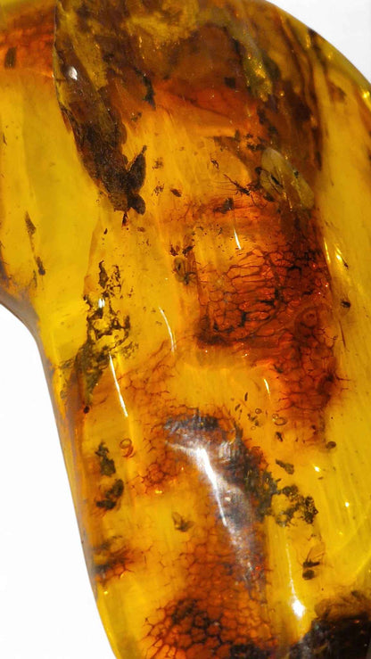 Amber with Multiple Insect Inclusions – 9.8 cm Eocene Fossil | Ukraine