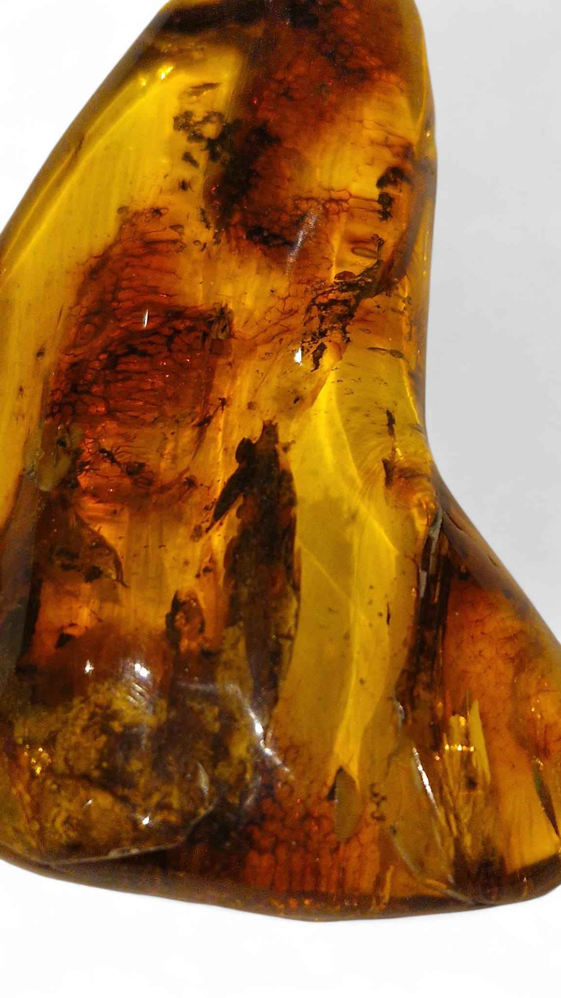 Amber with Multiple Insect Inclusions – 9.8 cm Eocene Fossil | Ukraine
