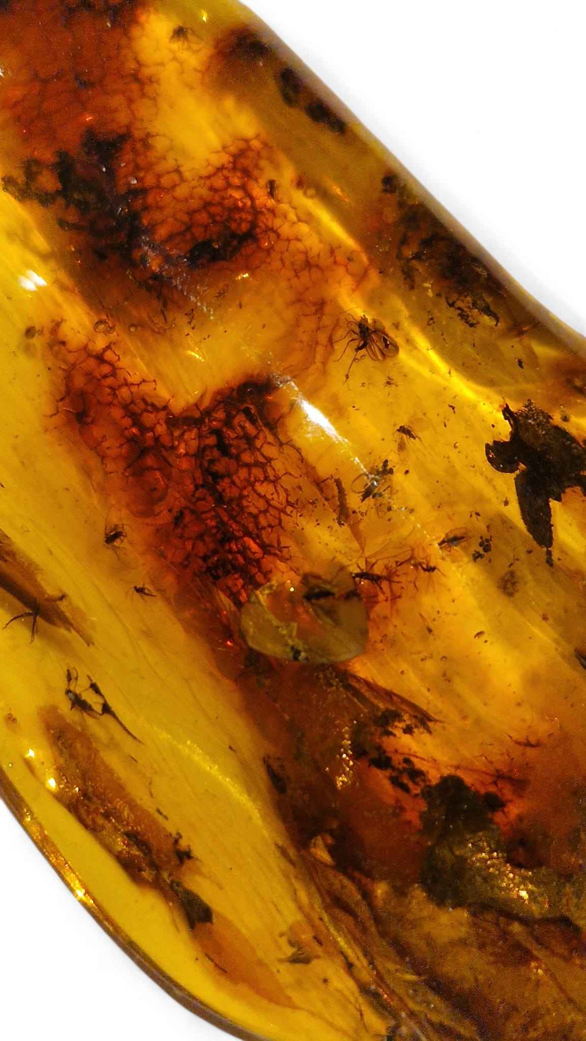 Amber with Multiple Insect Inclusions – 9.8 cm Eocene Fossil | Ukraine