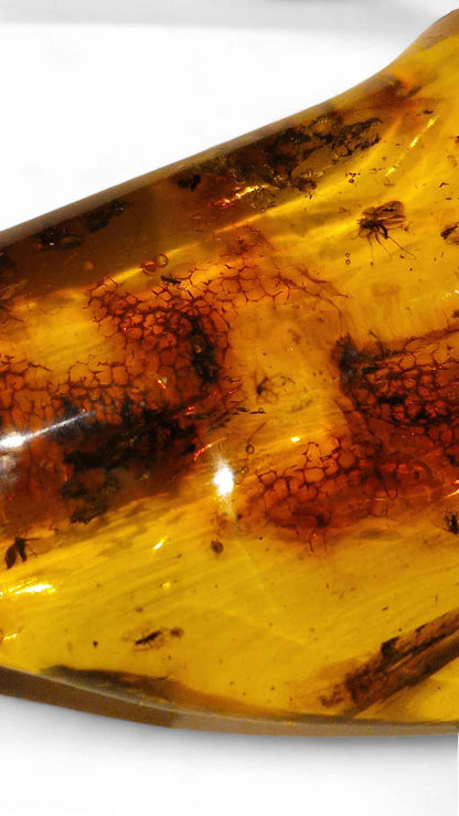 Amber with Multiple Insect Inclusions – 9.8 cm Eocene Fossil | Ukraine