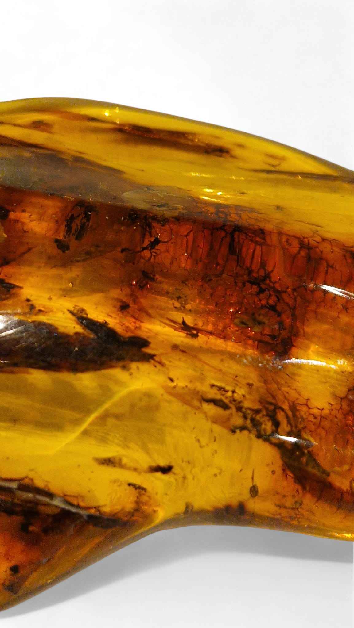 Amber with Multiple Insect Inclusions – 9.8 cm Eocene Fossil | Ukraine