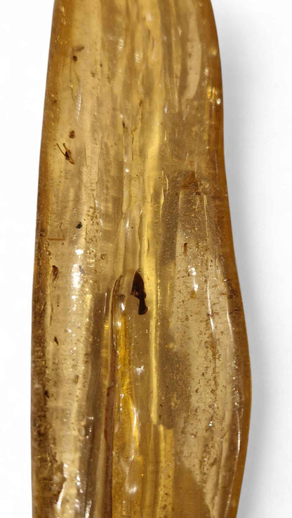 Amber with Multiple Insect Inclusions – 22.1 cm Eocene Fossil | Ukraine