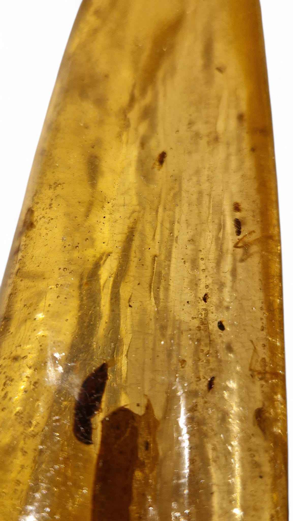 Amber with Multiple Insect Inclusions – 22.1 cm Eocene Fossil | Ukraine