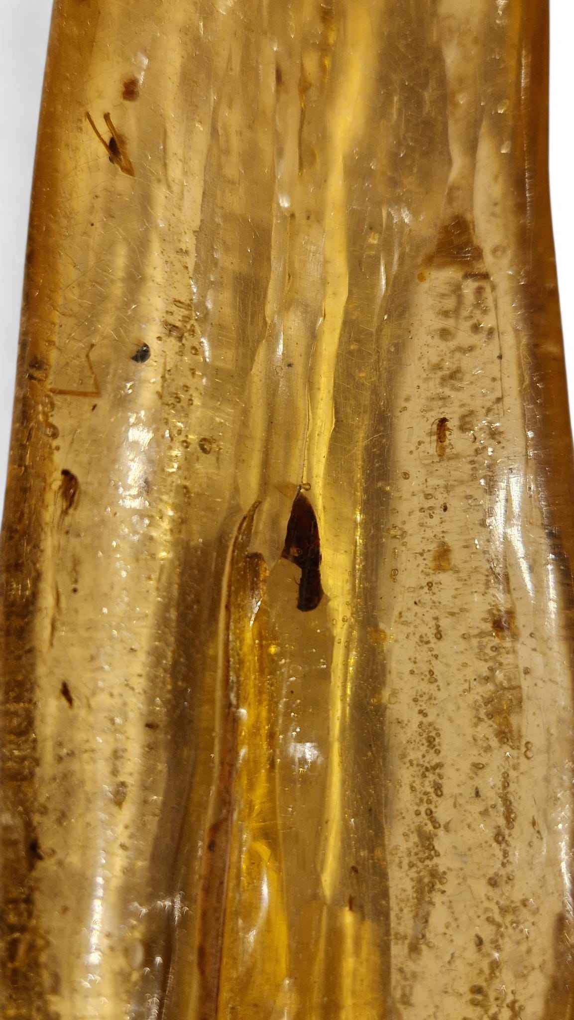 Amber with Multiple Insect Inclusions – 22.1 cm Eocene Fossil | Ukraine