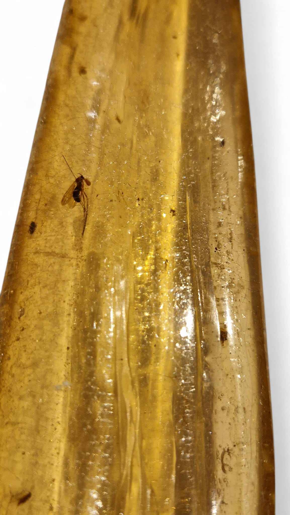 Amber with Multiple Insect Inclusions – 22.1 cm Eocene Fossil | Ukraine