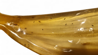 Amber with insect inclusions 43
