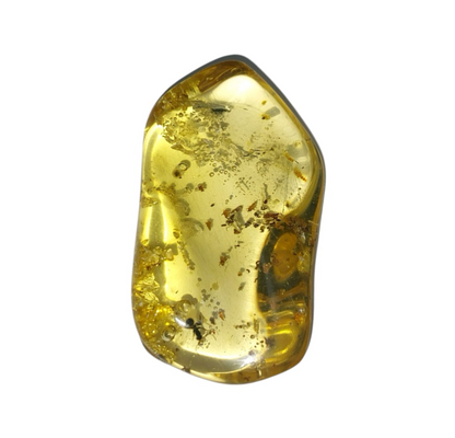 Amber with insect inclusions Colombia 10
