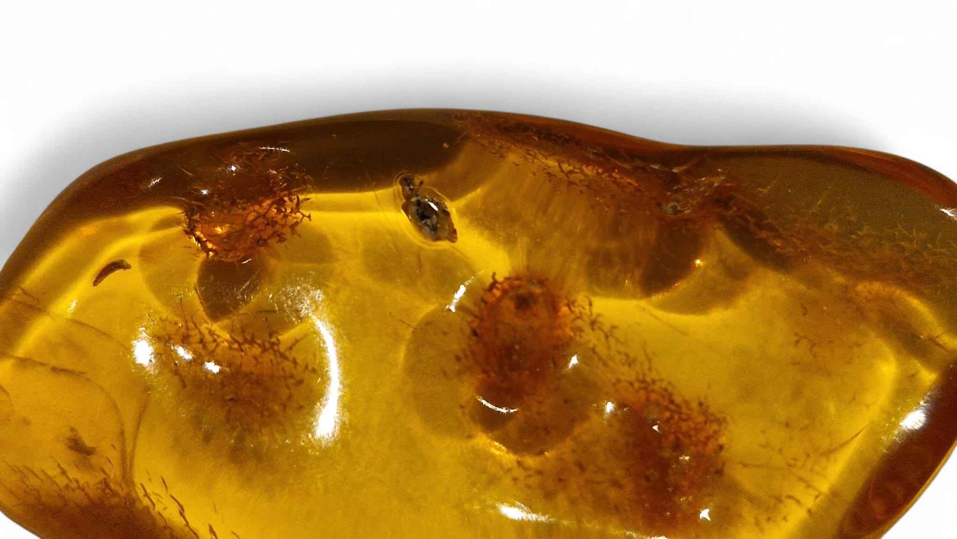 Amber with Multiple Insect Inclusions – 4.2 cm Eocene Fossil | Ukraine