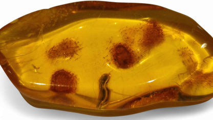 Amber with Multiple Insect Inclusions – 4.2 cm Eocene Fossil | Ukraine
