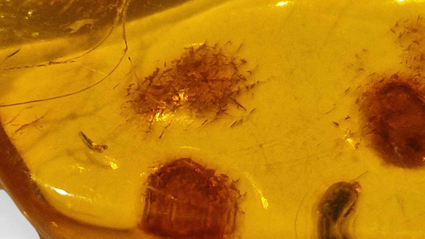 Amber with Multiple Insect Inclusions – 4.2 cm Eocene Fossil | Ukraine
