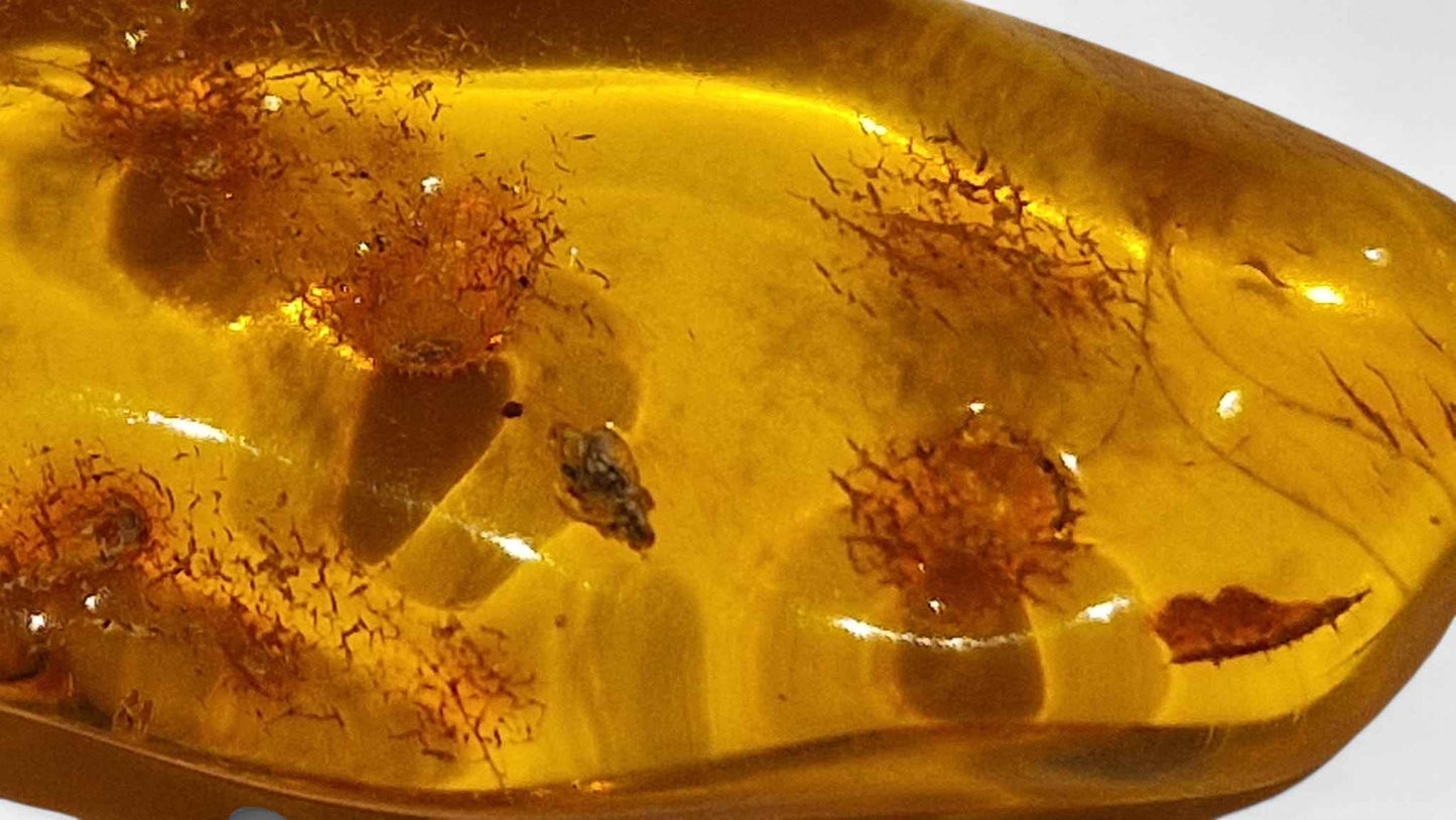 Amber with Multiple Insect Inclusions – 4.2 cm Eocene Fossil | Ukraine