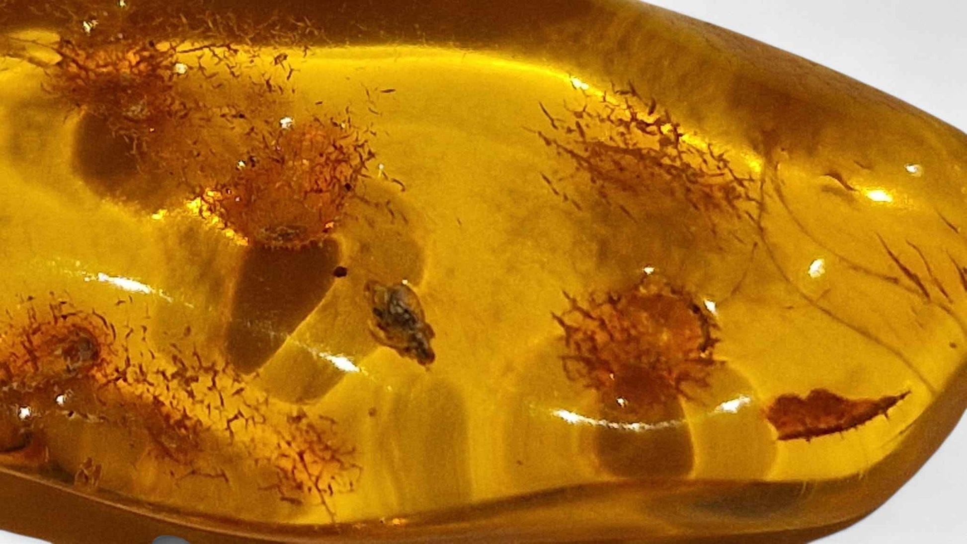 Amber with Multiple Insect Inclusions – 4.2 cm Eocene Fossil | Ukraine