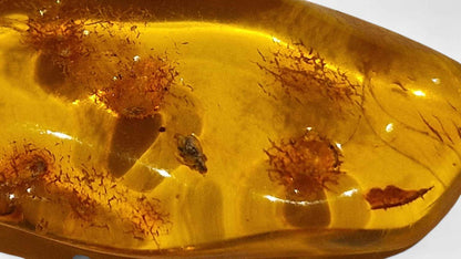 Amber with Multiple Insect Inclusions – 4.2 cm Eocene Fossil | Ukraine
