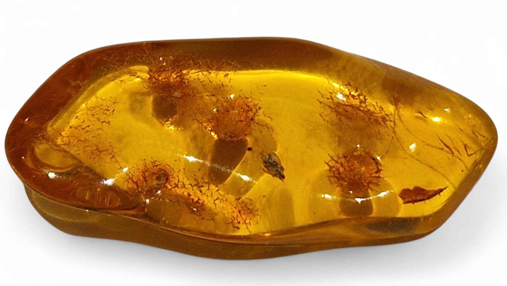Amber with Multiple Insect Inclusions – 4.2 cm Eocene Fossil | Ukraine
