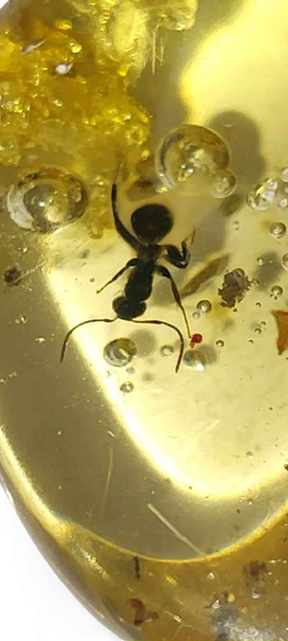 Amber with Multiple Inclusions – 5.5 cm Eocene Fossil | Colombia