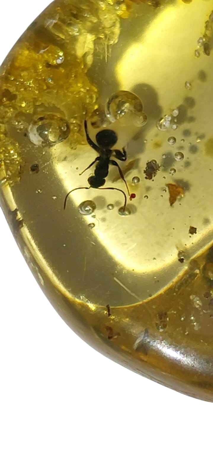 Amber with Multiple Inclusions – 5.5 cm Eocene Fossil | Colombia