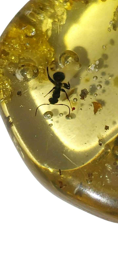 Amber with Multiple Inclusions – 5.5 cm Eocene Fossil | Colombia