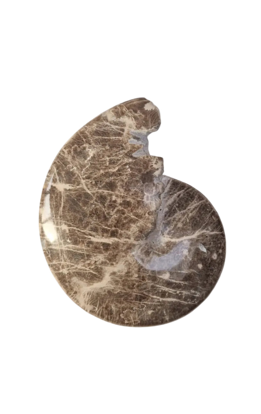 Ammonite Fossil 13cm– Mammites nodosoides | Turonian Morocco