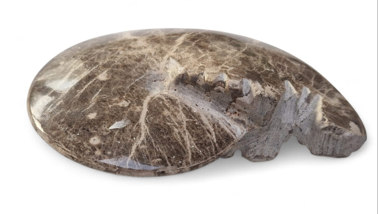 Ammonite Fossil 13cm– Mammites nodosoides | Turonian Morocco 1