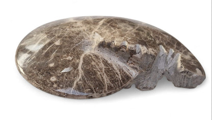 Ammonite Fossil 13cm– Mammites nodosoides | Turonian Morocco 1