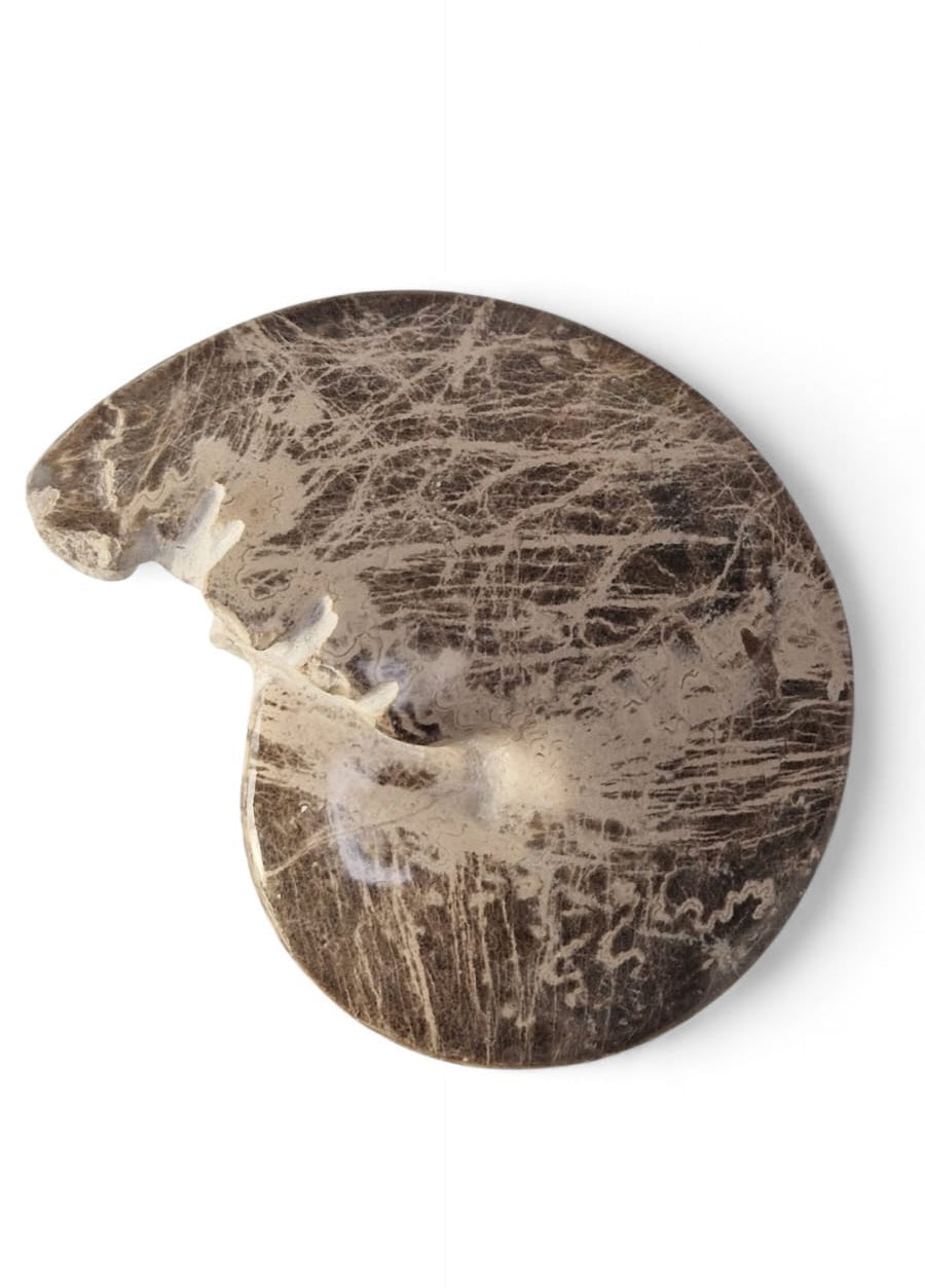 Ammonite Fossil 13cm– Mammites nodosoides | Turonian Morocco 3