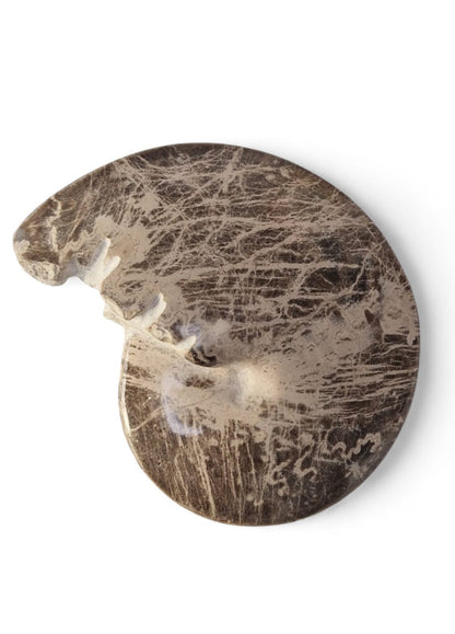 Ammonite Fossil 13cm– Mammites nodosoides | Turonian Morocco 3