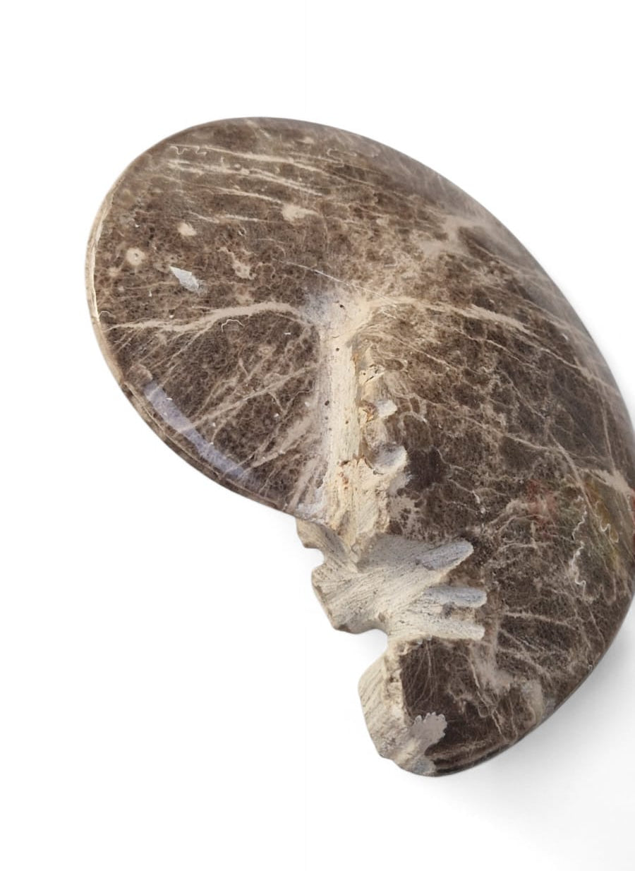 Ammonite Fossil 13cm– Mammites nodosoides | Turonian Morocco 5
