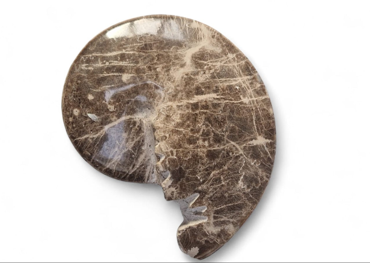 Ammonite Fossil 13cm– Mammites nodosoides | Turonian Morocco 6