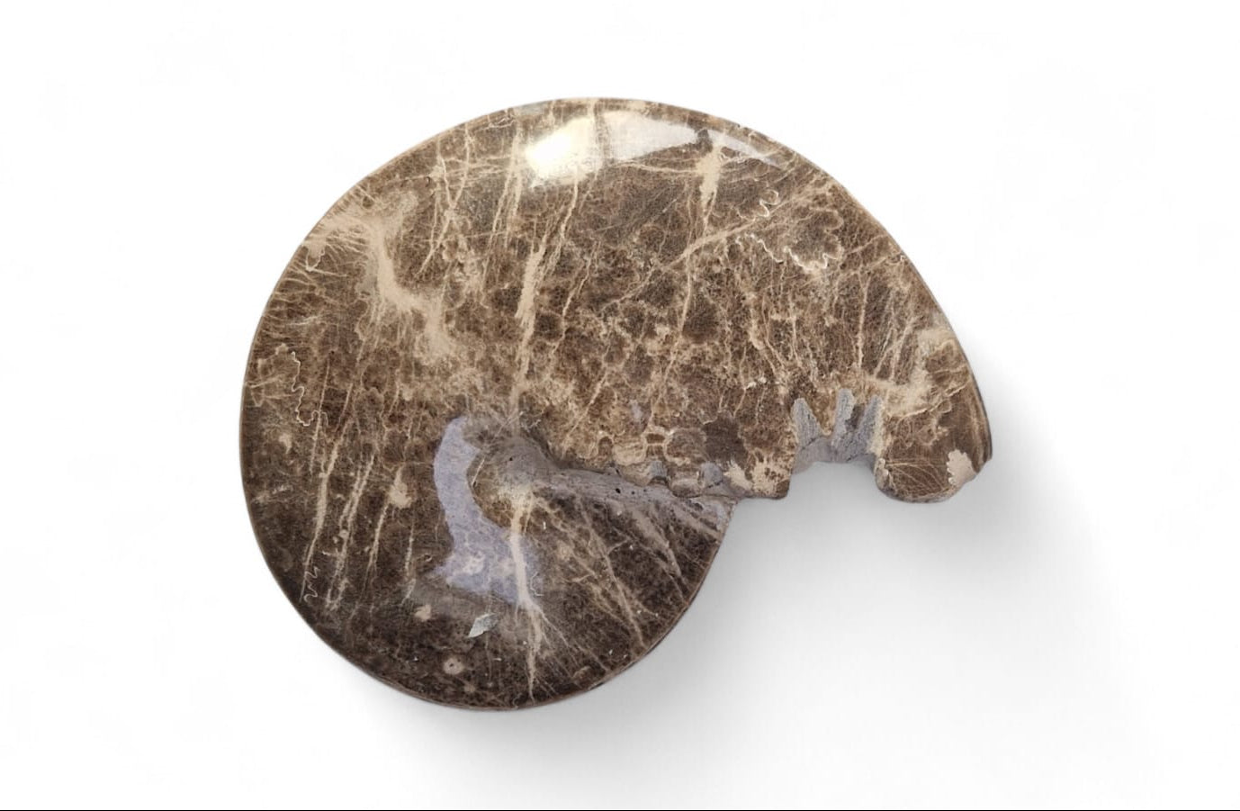 Ammonite Fossil 13cm– Mammites nodosoides | Turonian Morocco 7