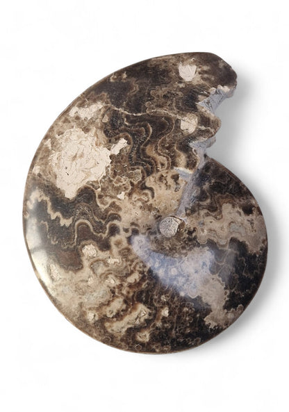 Ammonite Fossil 16,5cm– Ammonite Fossil 16,5cm– Choffaticeras sp | Turonian Morocco 3