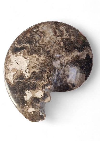 Ammonite Fossil 16,5cm– Ammonite Fossil 16,5cm– Choffaticeras sp | Turonian Morocco 5