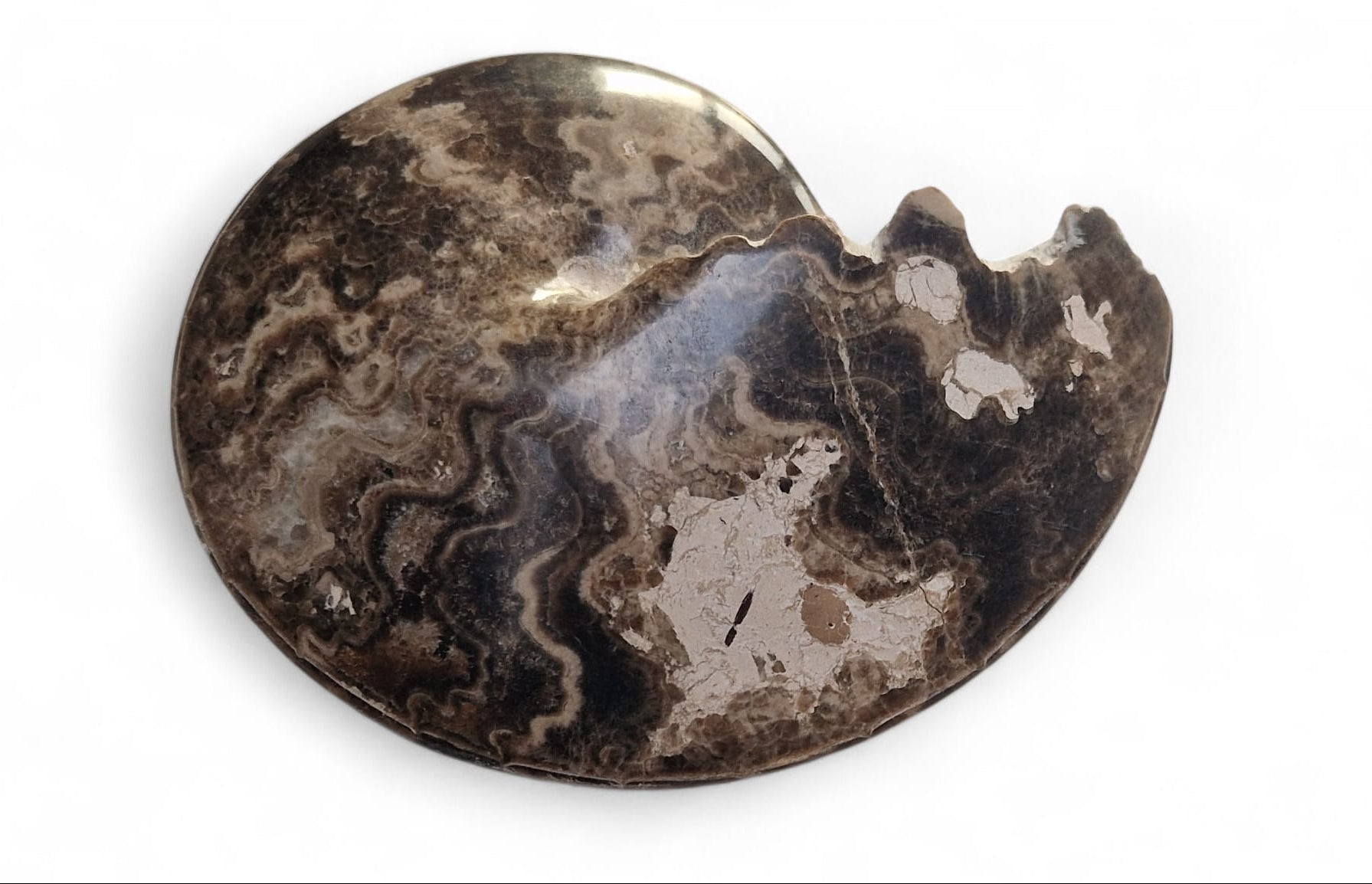 Ammonite Fossil 16,5cm– Ammonite Fossil 16,5cm– Choffaticeras sp | Turonian Morocco