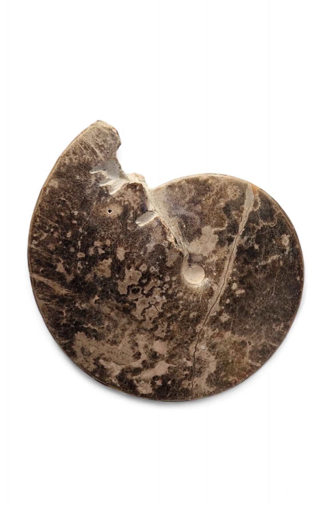 Ammonite Fossil 20cm– Choffaticeras sp. | Turonian Morocco 1
